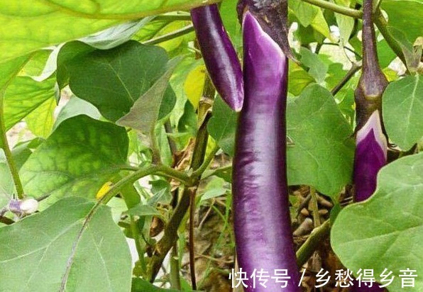 风味|正宗风味茄子的做法,步骤讲解详细,看完立马就能学会!