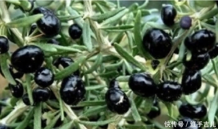 黑枸杞|农村罕见的野果,滋补肾脏不是一般的好,村民:不吃太亏了