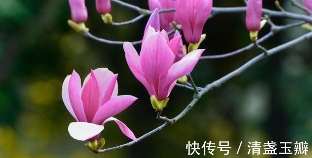 花序|自然界中有些植物的“花序”为什么不尽相同，其中有什么秘密？