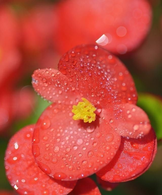  夏季如何养|这五种“花卉”都是懒人花,每月浇水一次,不会烂根,远离黄叶