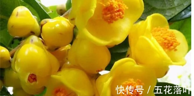 此花是“植物大熊猫”,色艳又浓香,营养丰富,适合居家养植!