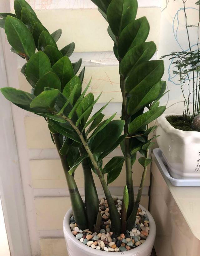 家里养这4种花,就要“虐一虐”,粗管粗放,越长越旺!