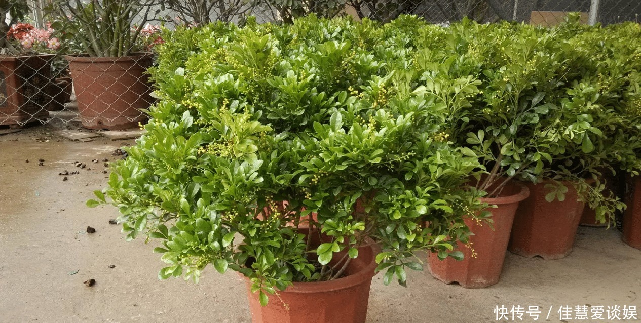 肥料|“天然的香水”米兰花,花开之际香味四溢,培育的时候多注意这些