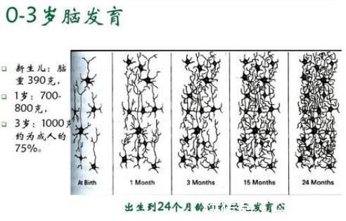 研究发现|哈佛研究发现孩子10岁前，有3次“变聪明”的机会