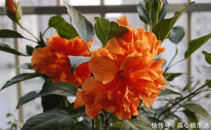 花期|两种花能开180天,8月养2盆天天有花看,真漂亮