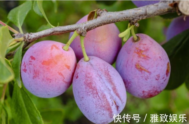 猪血|人到中年想长寿,坚持吃三种食物,排毒清肠,降压减脂,好处多多