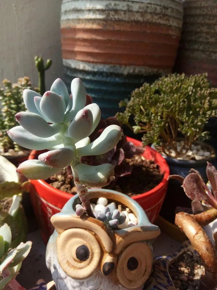 送瘟神,洒庭院,赏多肉,合家团聚话将来!