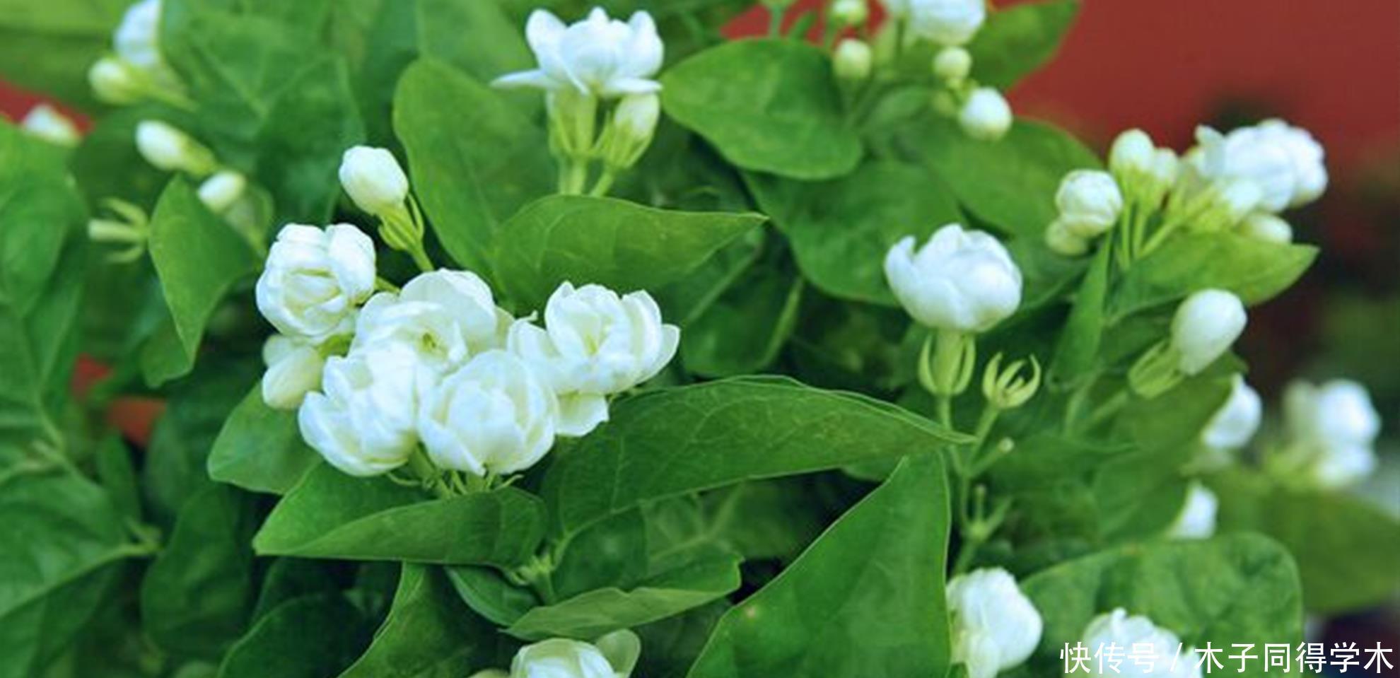 修剪|茉莉花开花时间短,可能是少了这一步,做好了能一直开花到十月