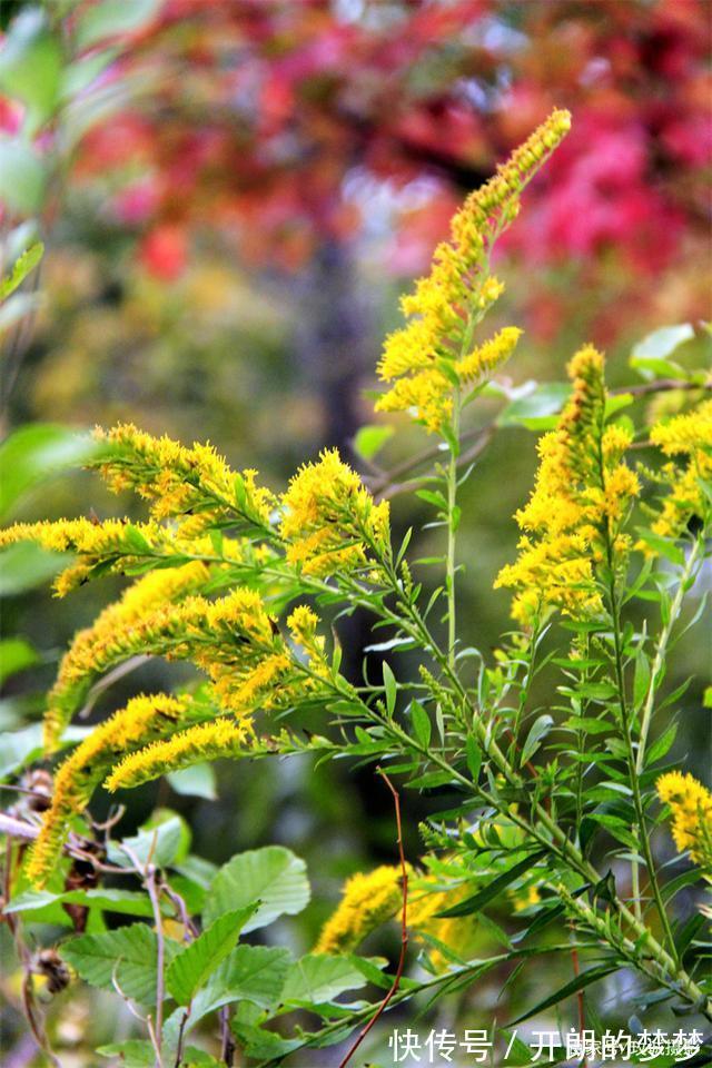 外来物种入侵济南!“加拿大一枝黄花”现身平阴河边