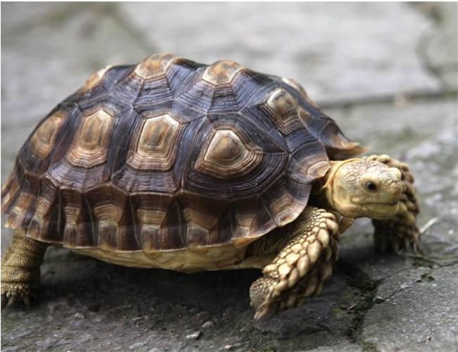 龟板胶|老中医一辈子的心血,4味药补肾壮阳,今天免费公布!