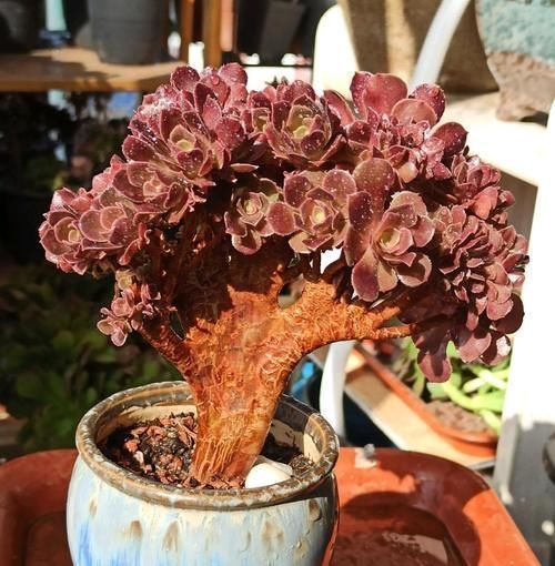 景天科|3种多肉别嫌丑,这样控养秒逆袭,变身后,“仙气飘飘”惹人爱!