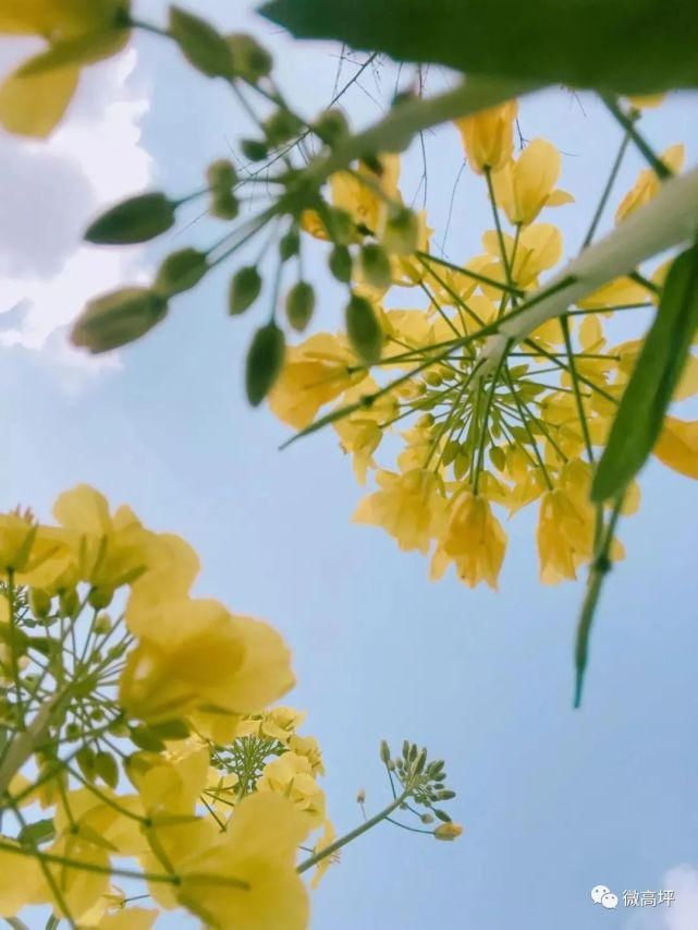 老年|壮观！南充高坪这里油菜花海盛放，遍地金黄美到霸屏！