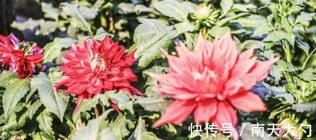 天蝎|8月末，爱情找到归宿，真爱一往情深的3星座：爱情阳光闪耀