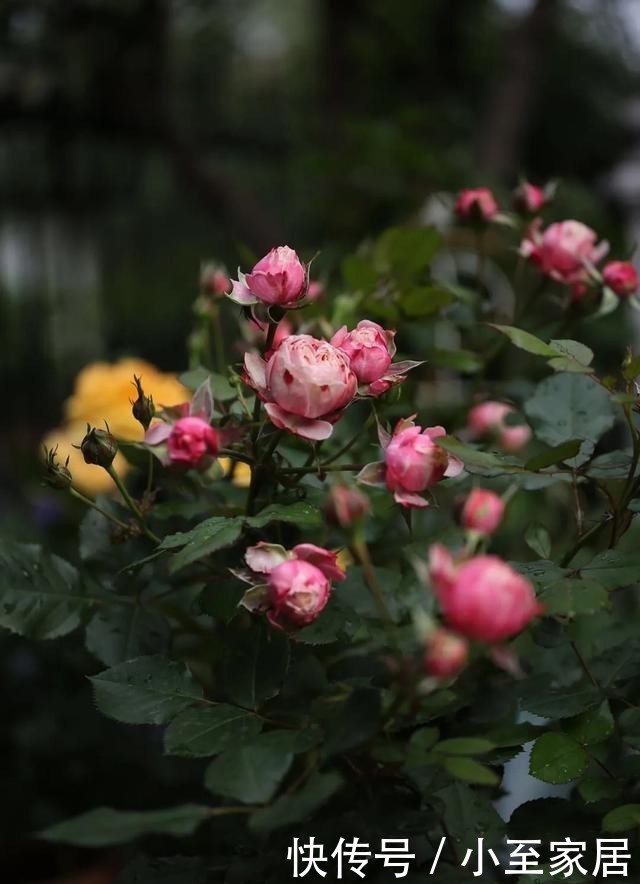  月季花|手把手教你月季花后促笋的方法