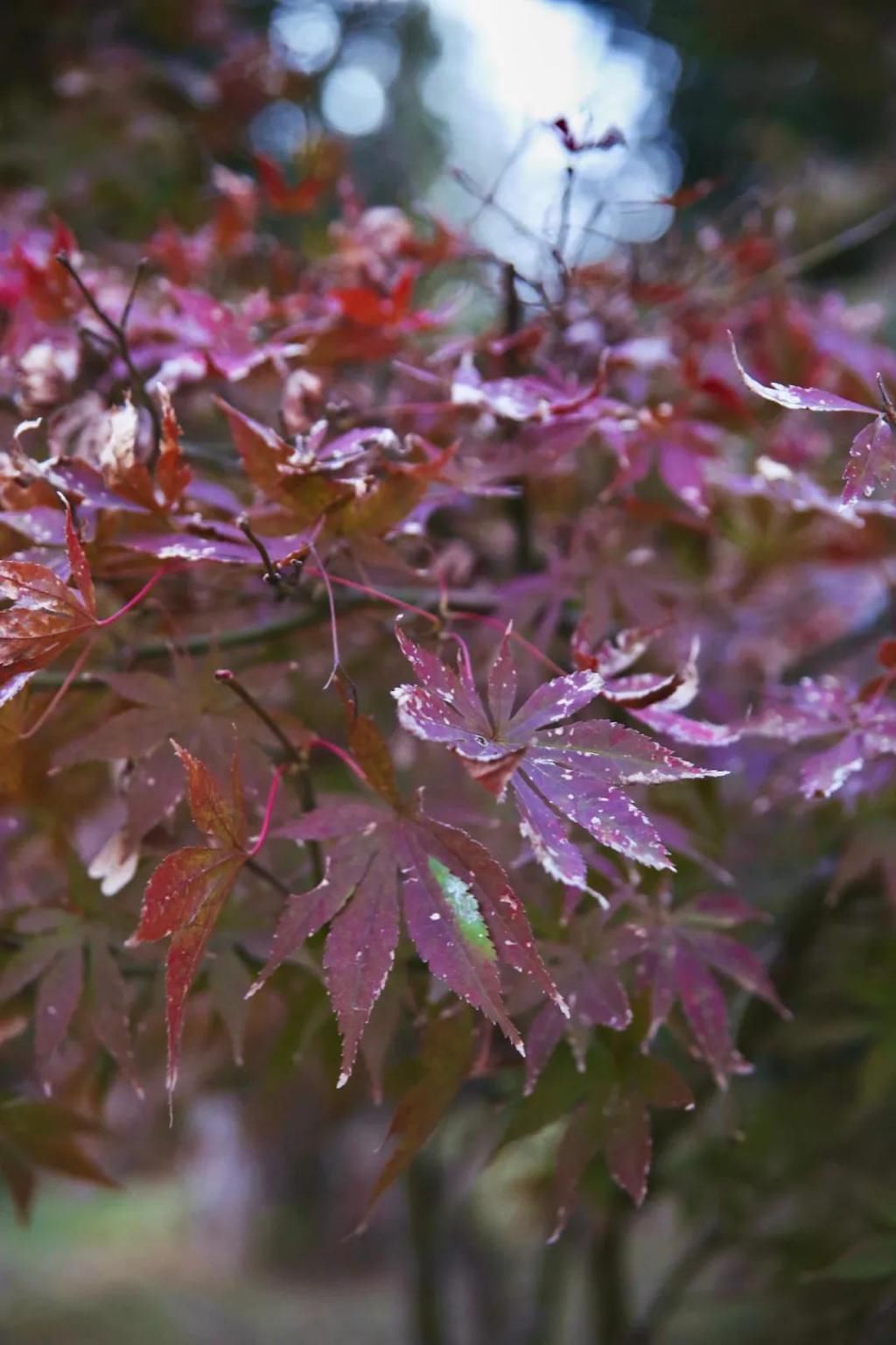 千里光|野趣一日，发现桃花岭的22种秋天