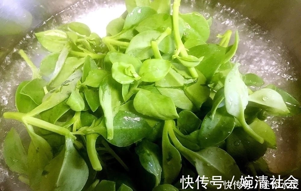 菜市场|俗称“苦王”,若在野外遇到,别当杂草,它可是珍贵的穿心莲