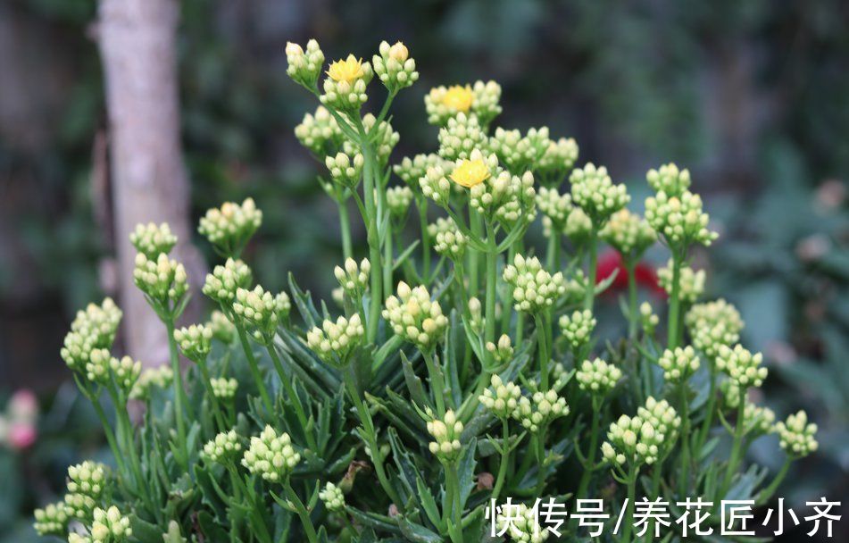 马上入冬了,长寿花和蟹爪兰要开花,掌握关键技巧才能开爆盆