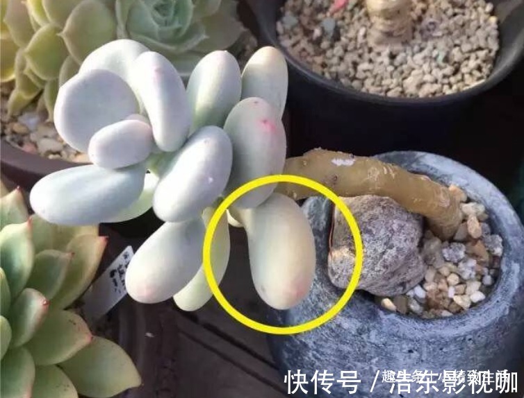 多肉叶插,从摘叶子开始,简单3步,轻松变大户