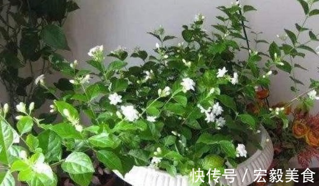养花|栀子花、茉莉花、都爱喝“1种液体”,用后叶子绿、开花旺