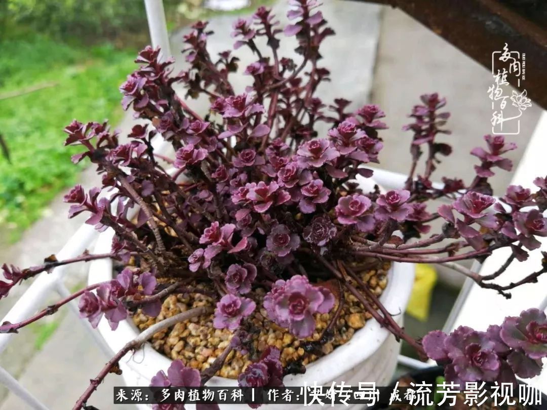 多肉|人生有时候就像多肉,不是不出彩,只是经历的时光还不够!