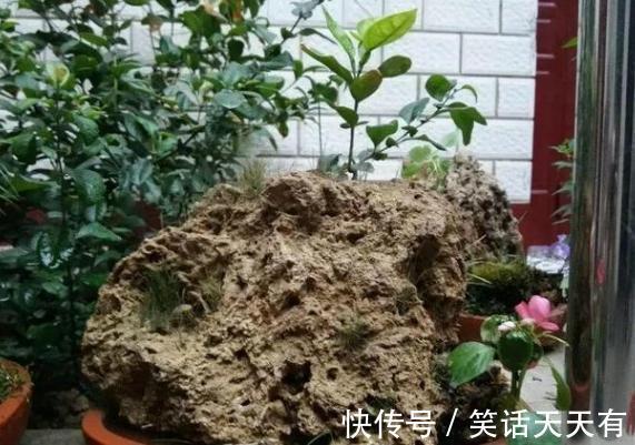 石头养花学2个小方法处理,千金难求!花友谁也舍不得卖