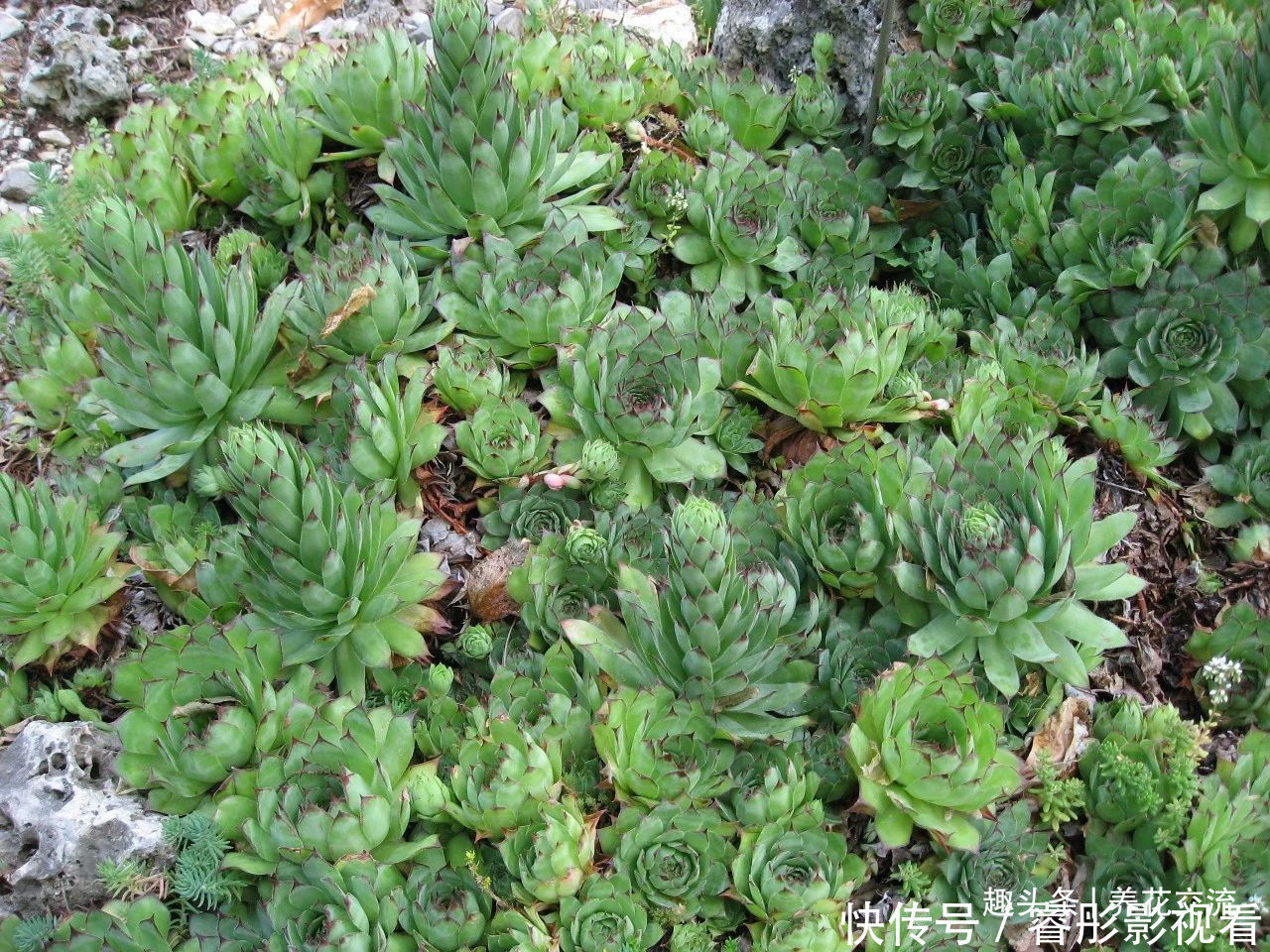 常年“爆崽”的长生草多肉,原来是开完花就挂,你能将它养好么?