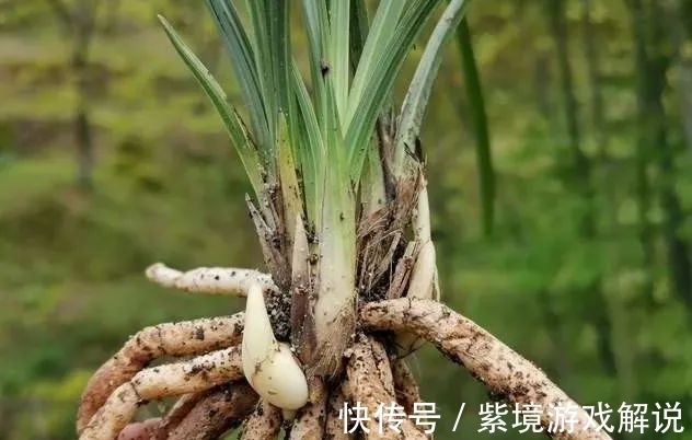 兰花浇水有讲究，浇半截水还是浇透水，究竟怎么掌握？