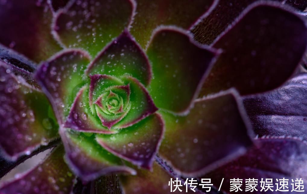 多肉|有一种多肉叫黑法师，注意这4点，养成老桩价值高