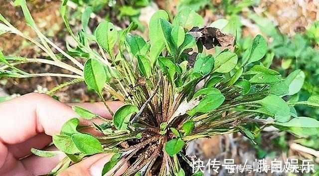 荠菜|农村1种“趴地菜”,如今60元一斤却没人种,以后见到别错过