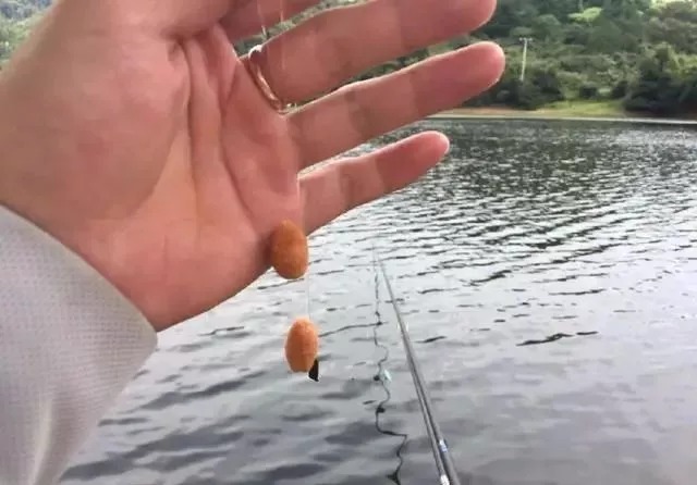 饵料好不好用，全靠状态饵调节！这4种状态饵用对了，上鱼就是快