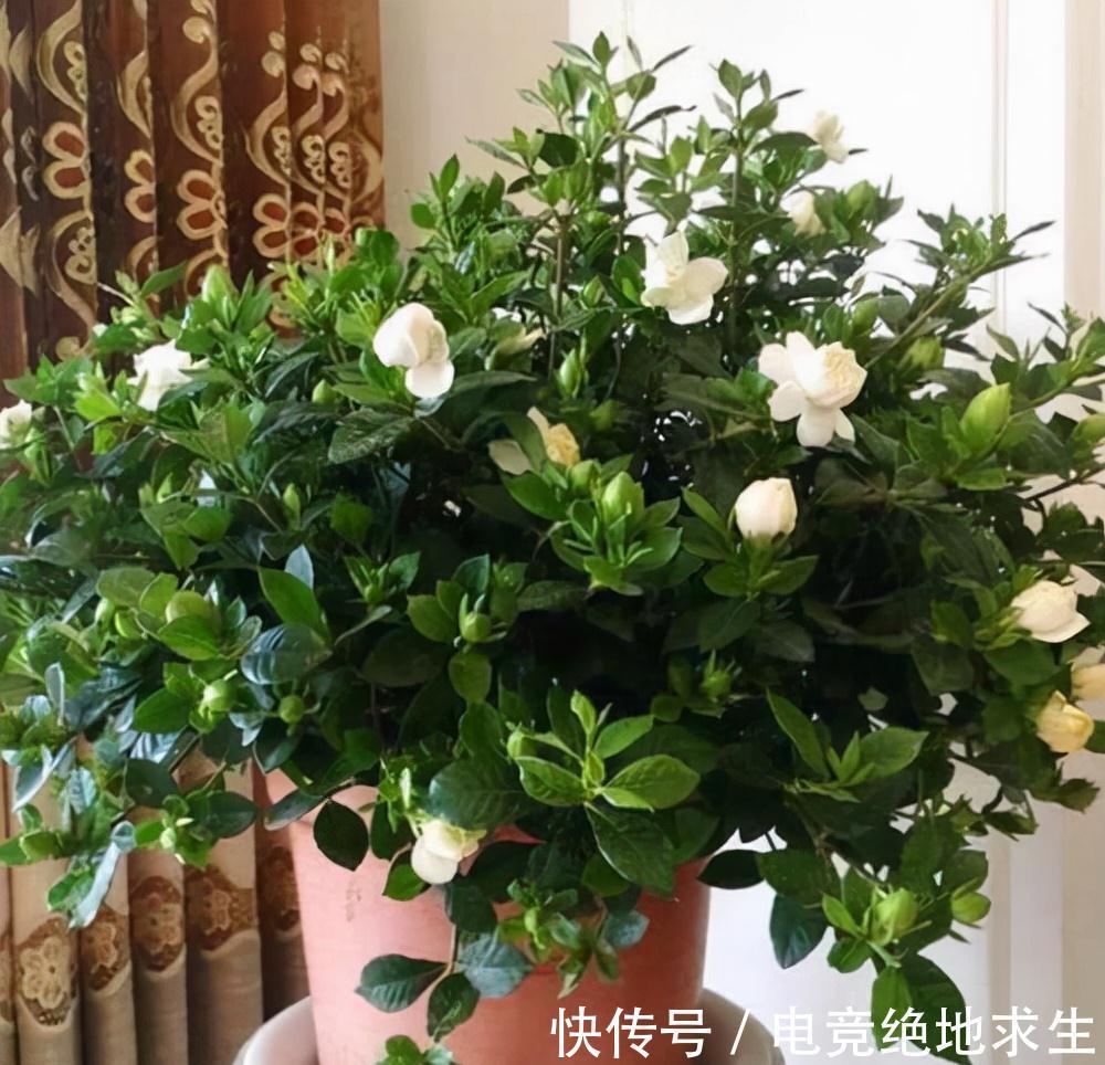 天冷后，9种花要“少水、断粮”，不然难过冬