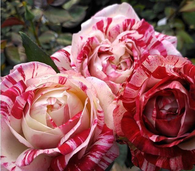 喜欢菊花,不如养盆“高档玫瑰”铃之妖精,似艳牡丹,美娇娘!