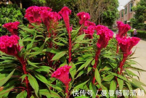 友友们|痔疮总是反反复复，用此花泡水喝，痔疮好了，早喝早好