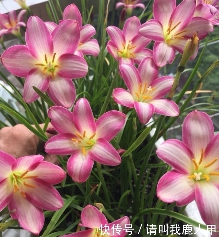 山茶花山茶花|家里阳台养此款花,新手也能养爆盆,花色艳丽,花开枝繁叶茂,美