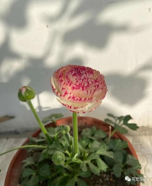 最美“芹菜花”,土里埋两个爪子,3日爆芽,养着养着就开满盆!