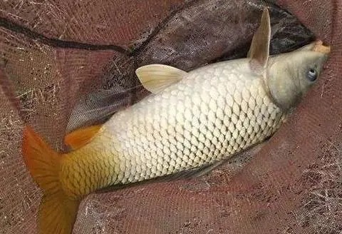 秋末钓鲤鱼，想要鱼儿来报道，这5点很重要