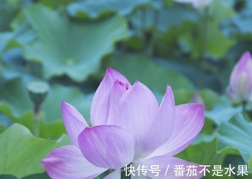 桃花|10月下旬，紫气东来，4属相桃花朵朵，生活顺心，家庭美满幸福