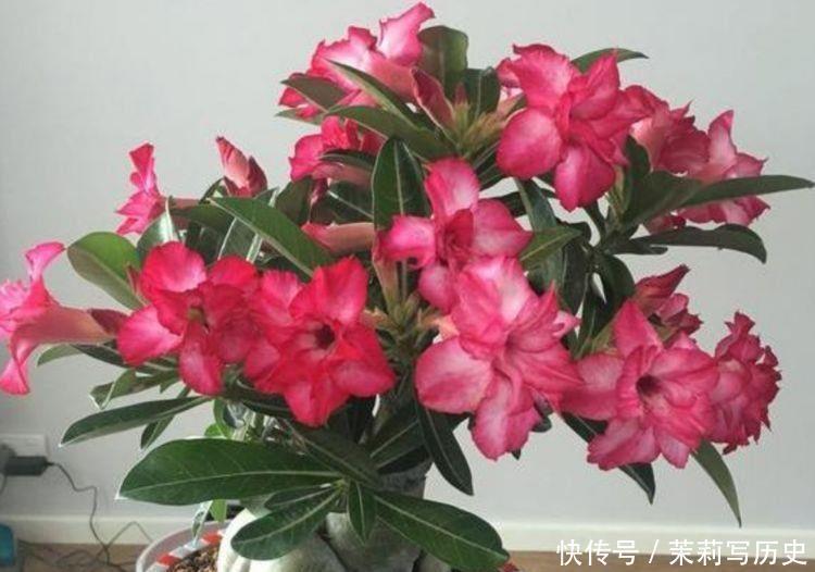 吊壶|适合家里养护的花卉,净化空气没异味,漂亮又好养