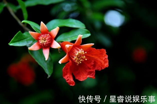 4种招财花,旺运又招财,财源滚滚,多子多福幸福满满