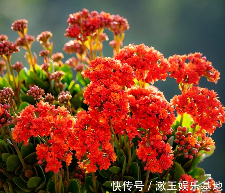 家有长寿花,心情愉悦,长寿花这么养四季开花