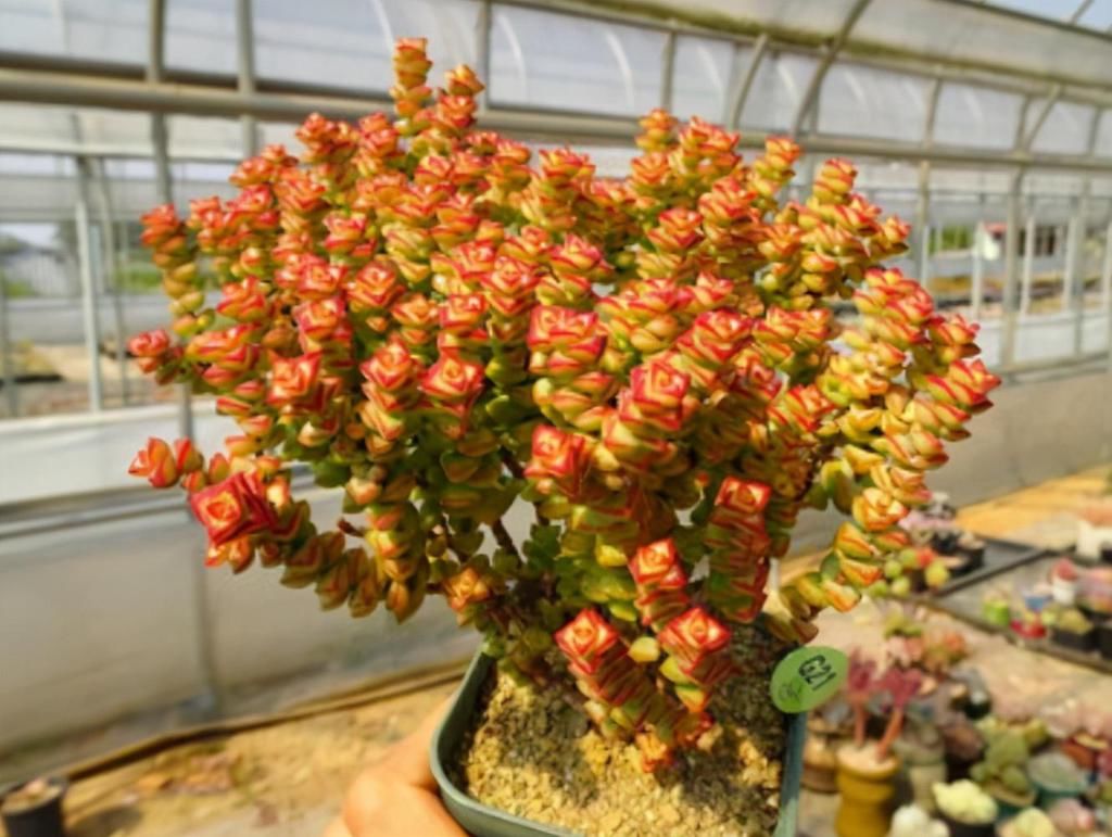  好看|养多肉小米星，掌握“3秘诀”，叶片肥美，颜色好看得不得了