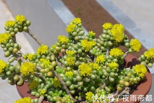 养护|喜欢养多肉努力集齐这9个色系吧,放在阳台上色彩斑斓,非常好看