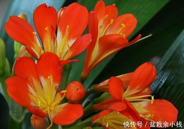 花芽|“1种水”浇君子兰,7天冒出“大白根”,30天枝叶油绿,冒花芽