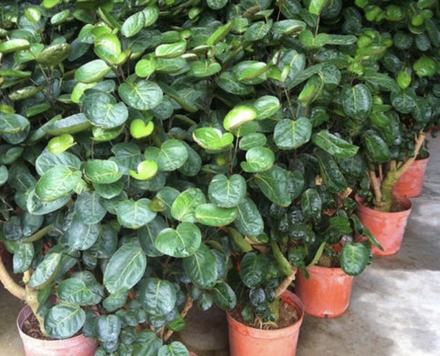 独特的“三种花”,过年时养2盆,寓意招财、旺运,枝叶好看!