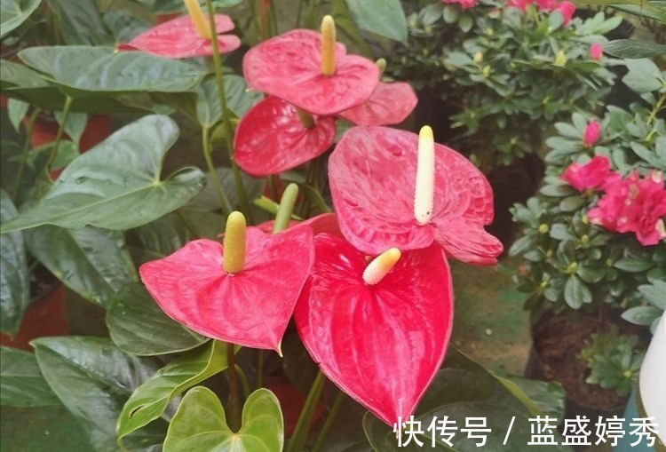 蝴蝶兰|5种花很喜庆喜,摆放客厅很合适,开花漂亮颜值高!