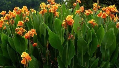 宝贝|这种小东西,可是养花宝贝,盆底垫一些,不黄叶,根壮开花多!