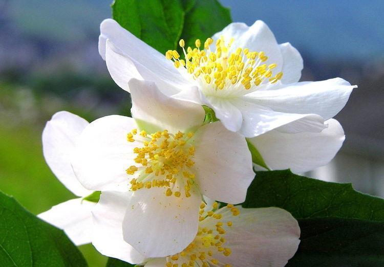 11月23号阴历是多少