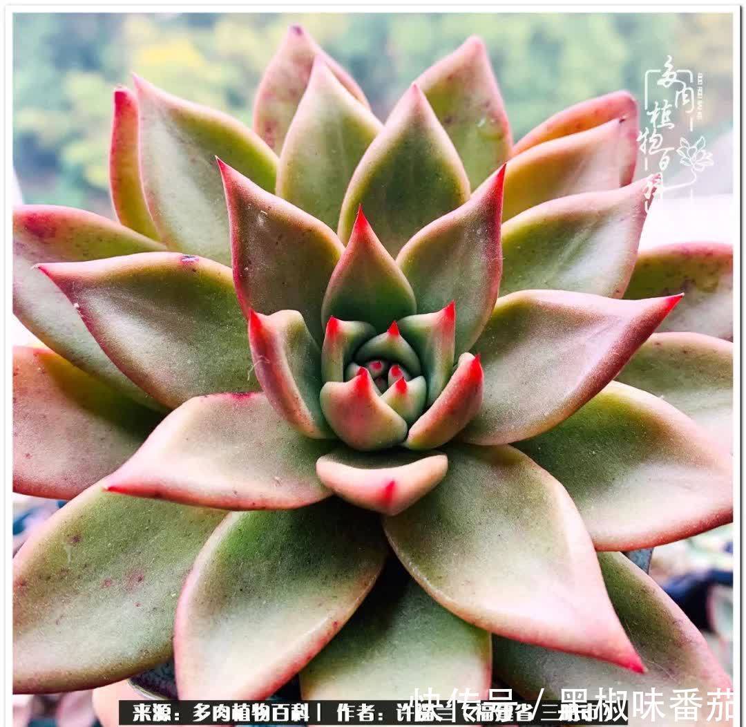 尖尖|养多肉两年，美丽与赏心悦目并存！