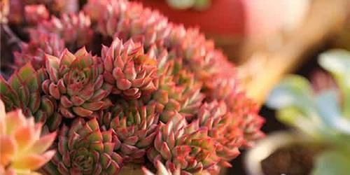 三月份养女雏，做好“1翻2扦3养”，一盆变多盆，盆盆都漂亮