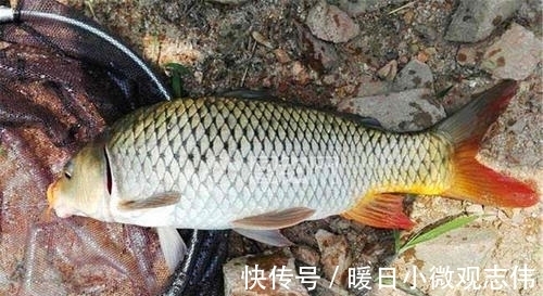 玉米粒|夏天不管是钓草鱼还是钓鲤鱼,玉米这样用,渔获至少多三条